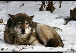 Sad_Wolf_by_PaPeRDoLLLL
