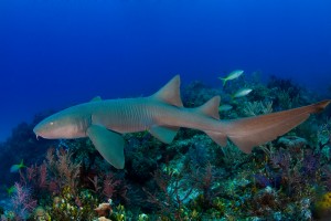 nurse-shark-hd-5-free